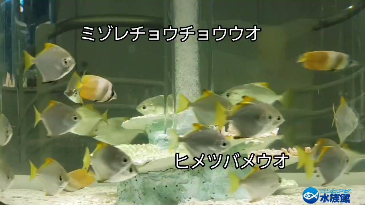 サンピアザ水族館 公式 円柱水槽なので歪んで見える部分があります すいすいすいようび カラフルなお魚 たちのすいすいpart これも離れて中腰姿勢で撮影したので手ブレが ヒメツバメウオ ミゾレチョウチョウウオ アミメ