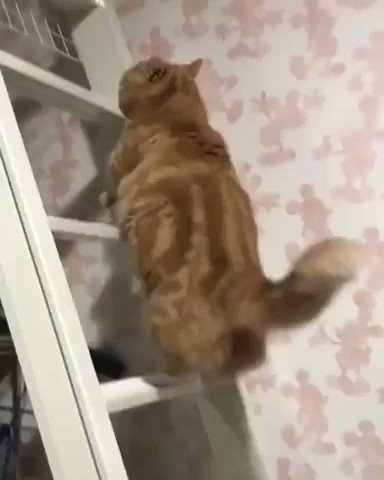 猫がハシゴを上る方法 