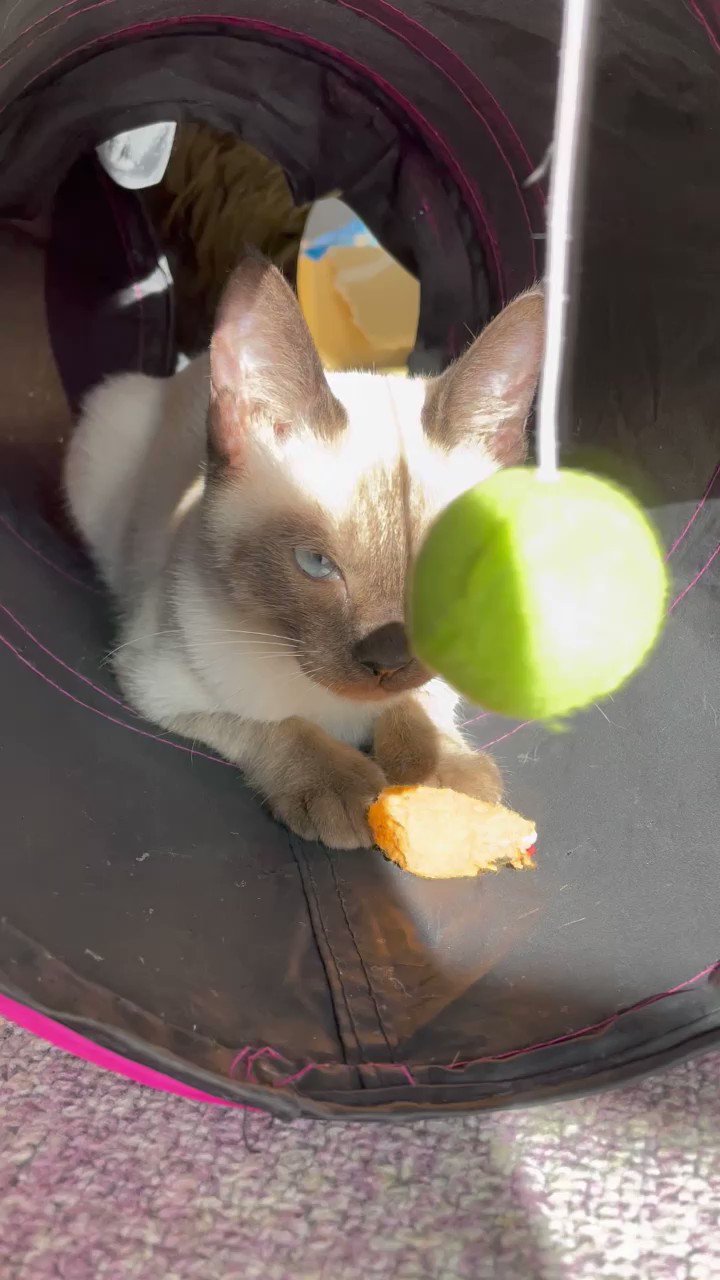田舎猫の自由気ままなcatlife 22nekobiyori Twitter