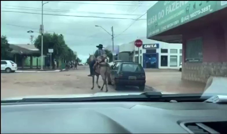 NE10 Interior on Twitter: "Um vídeo em que mostra um cachorro passeando a  cavalo junto com o tutor em Alto Horizonte, Goiás, viralizou nas redes  sociais 🐶 https://t.co/ou9F7rTE9J" / Twitter