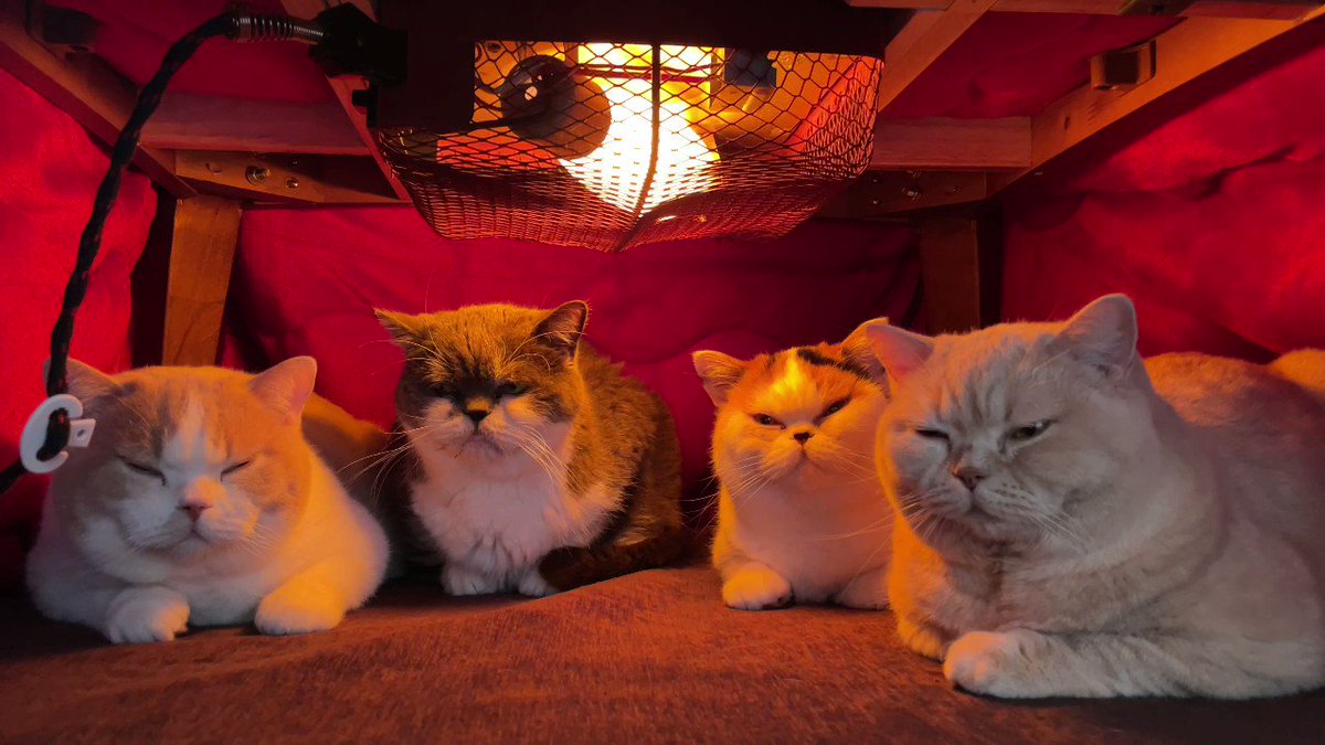 猫は液体 みかんとじろうさんち こたつの中でくつろぐ猫たち T Co Gcpvix48br Twitter