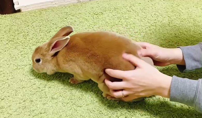 お尻を触られると寝ちゃうウサギ Twitter