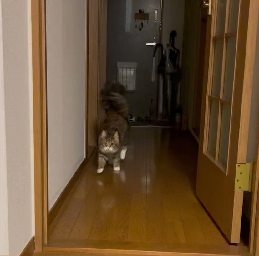 A cat who shows off his steps and goes home.