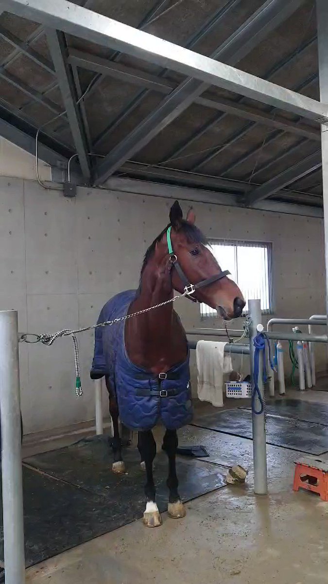 ラッキーだ‼️‼️‼️😭😭😭
元気そうだね✨
名前、再生という意味もあるそうです👌

#ショウナンラッキー
#オルフェーヴル産駒
#元上原っ子 