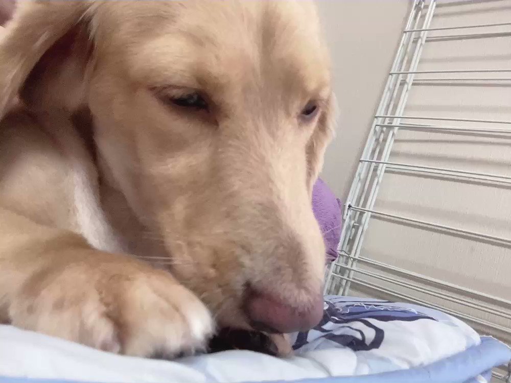 みぃちゃんです