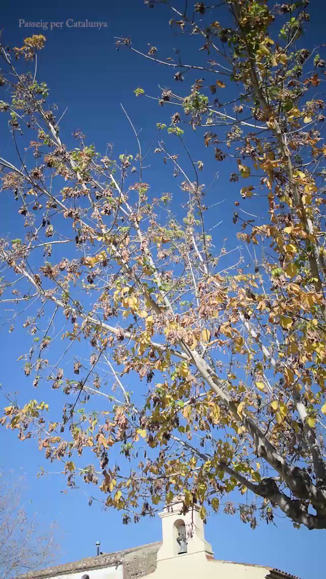 田園に囲まれた小さな村に冬が近づく。静けさの中に鳥の鳴き声と木の葉の音がかすかに響く。 Full video https://t.co/d5OiExWmgR