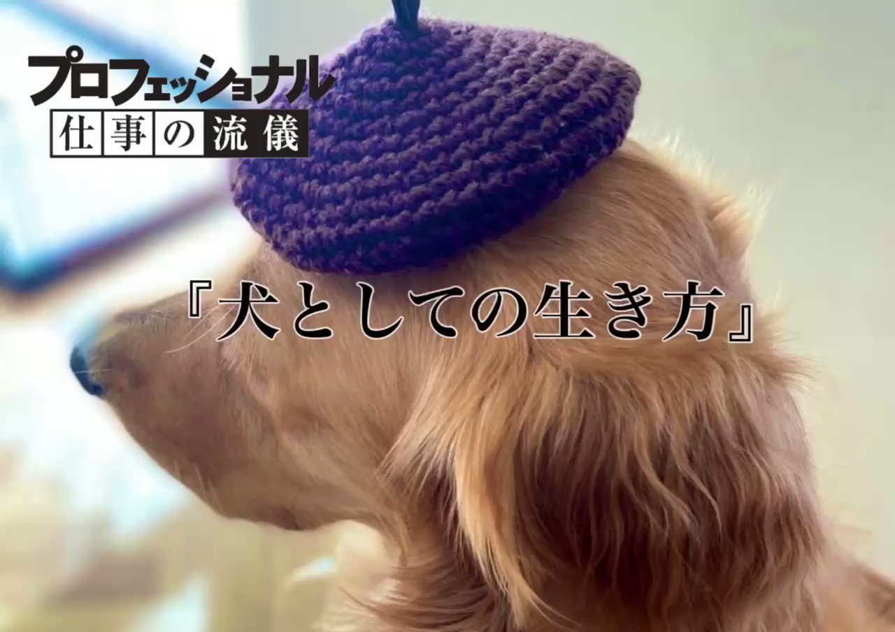 こはる ゴールデンレトリバー プロフェッショナル仕事の流儀 犬としての生き方 T Co Jpvlayid Twitter