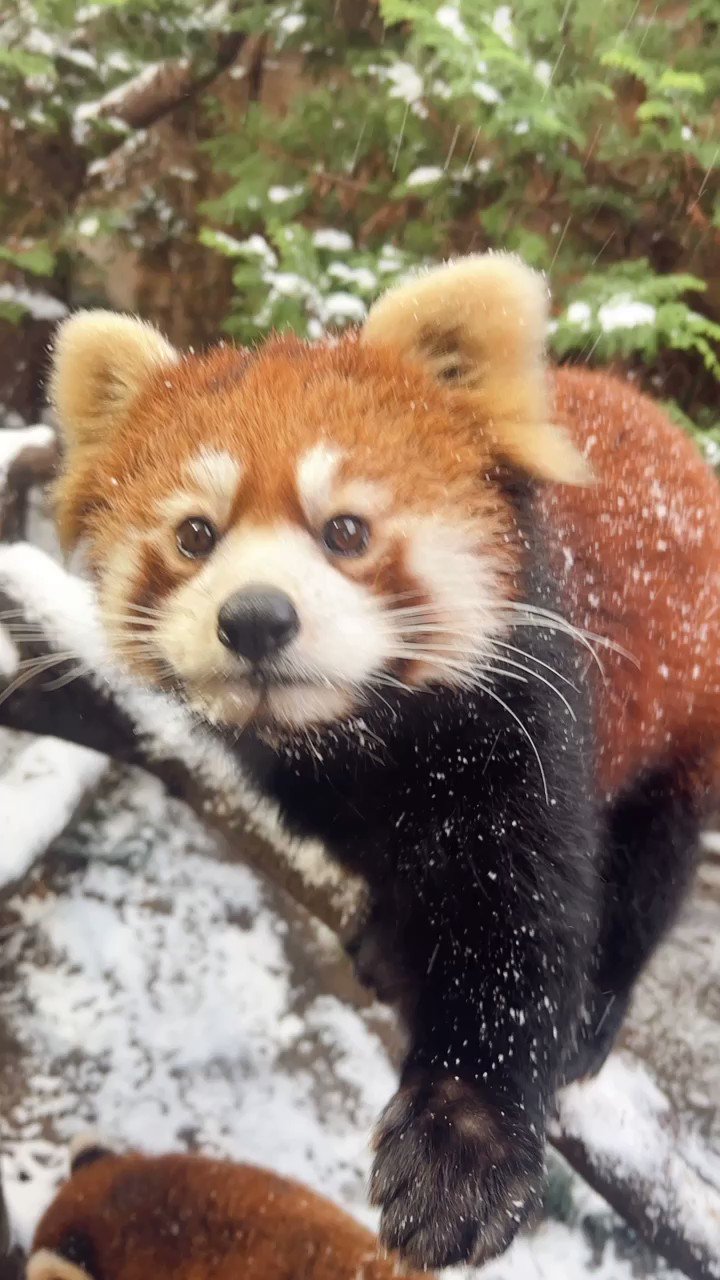 那須どうぶつ王国 今日は雪 レッサーパンダはふわふわの毛で覆われているので寒くても大丈夫です ㅤㅤㅤㅤㅤㅤㅤㅤㅤㅤㅤㅤㅤ 那須どうぶつ王国 レッサーパンダ 雪レッサー Redpanda T Co Qw9hqstw6b Twitter