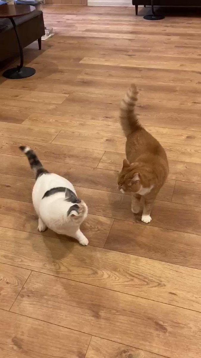 Cat Cafe Obc Catcafe Obc Twitter Cat Cafe Obc Catcafe Obc Twitter