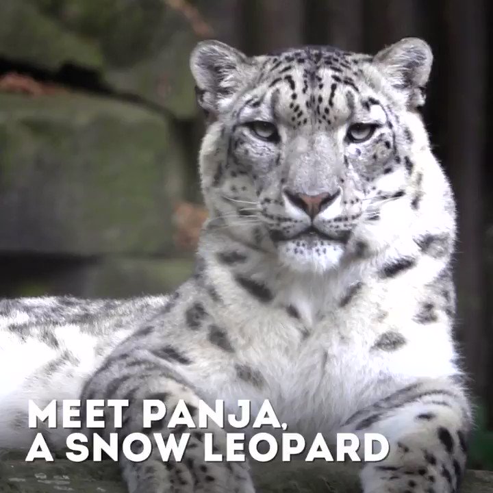 Snow Leopard Tail Nom