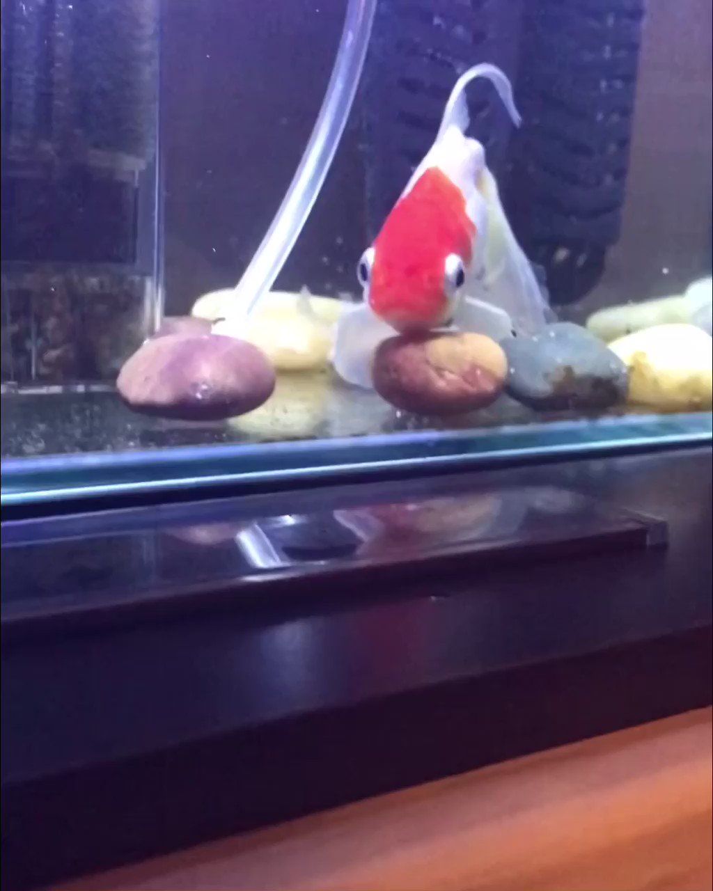 ゆる く金魚 Zpjvvjuhxbpfujh Twitter