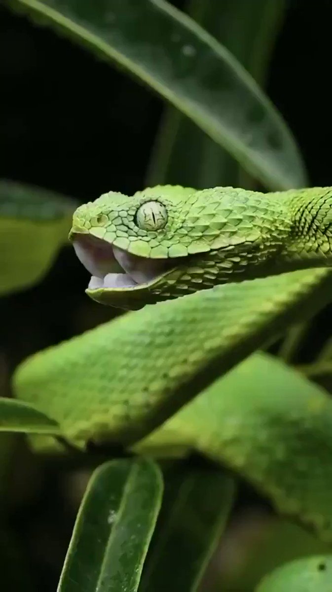 Massimo on X: Atheris chlorechis, also known as Western bush viper, is a  venomous viper species found only in the forests of West Africa. Here you  see one stretching its jaws [read more:  [source of  the gif