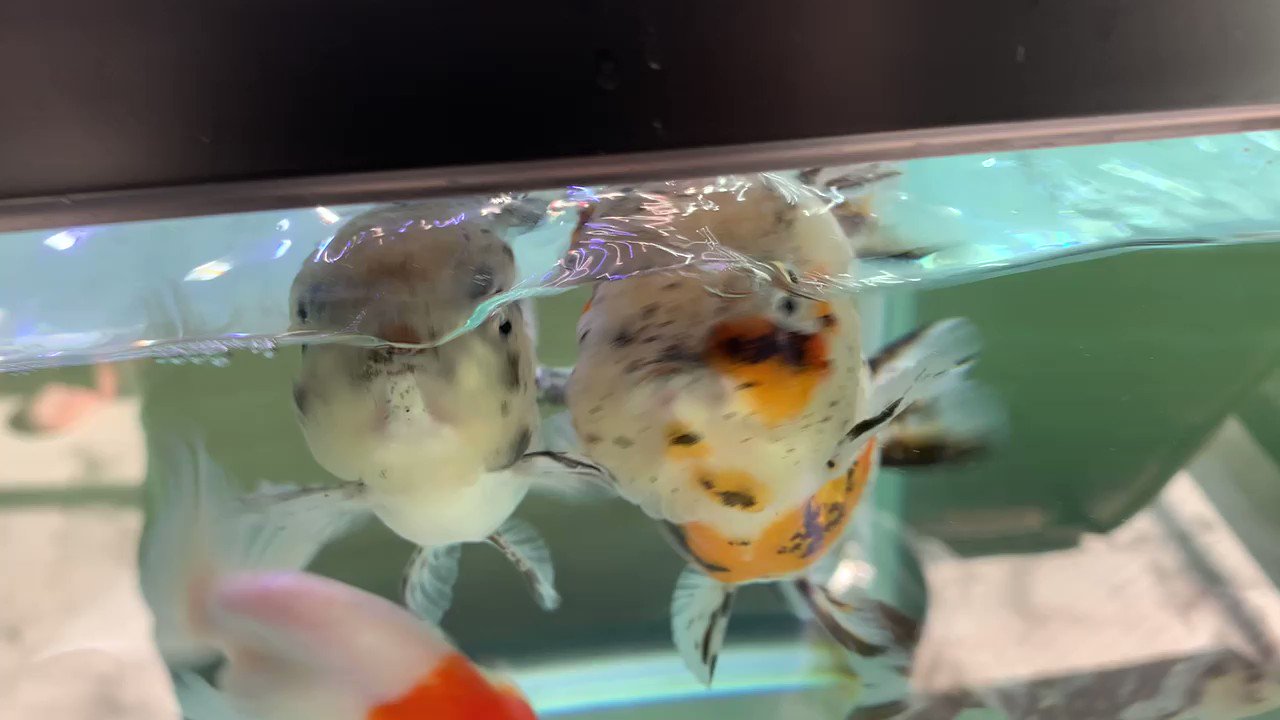ゆる く金魚 Zpjvvjuhxbpfujh Twitter