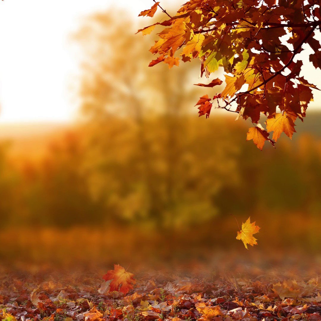 Maple mornings