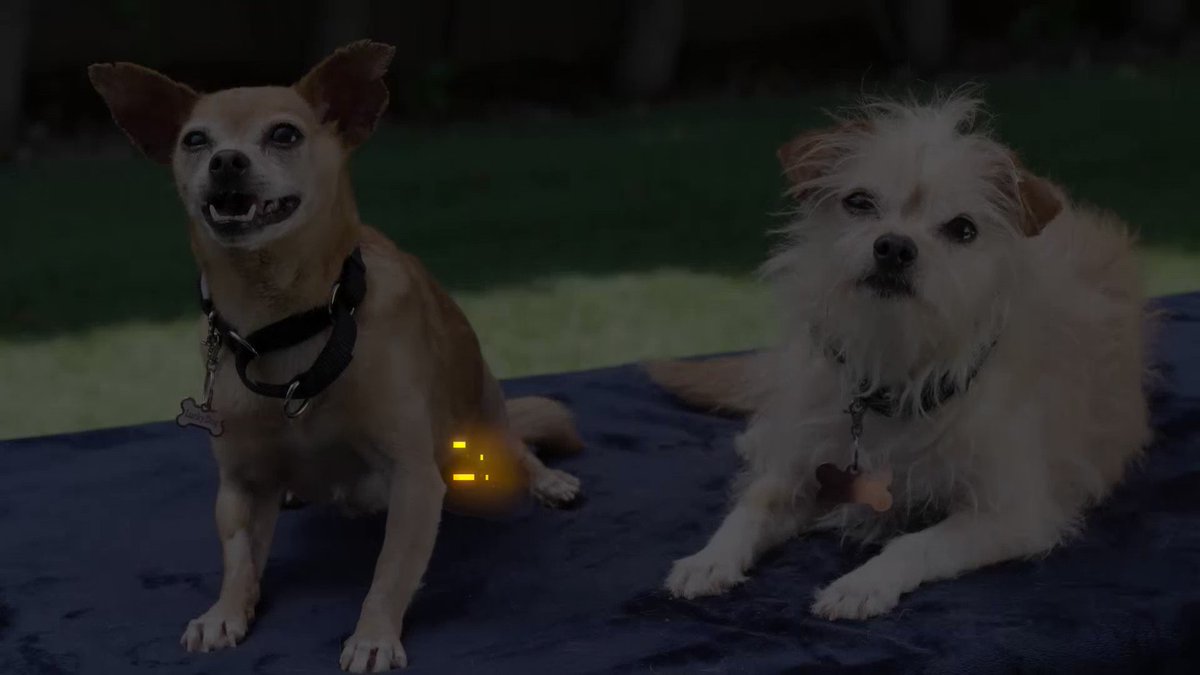 RT @CBSLuckyDog: Will Sydney and Thor find new parents willing to take two old souls? Find out TODAY on #LuckyDog! https://t.co/pYXmh7CDz3