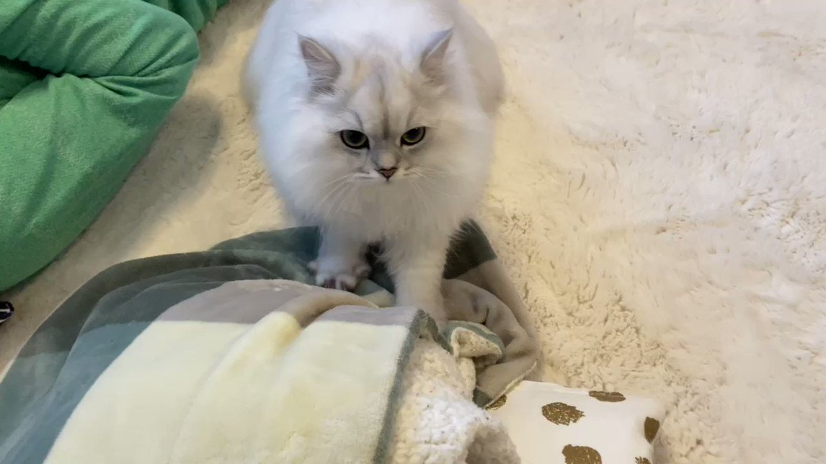 Tweets With Replies By ペルシャ猫のこゆき Persiankoyuki Twitter