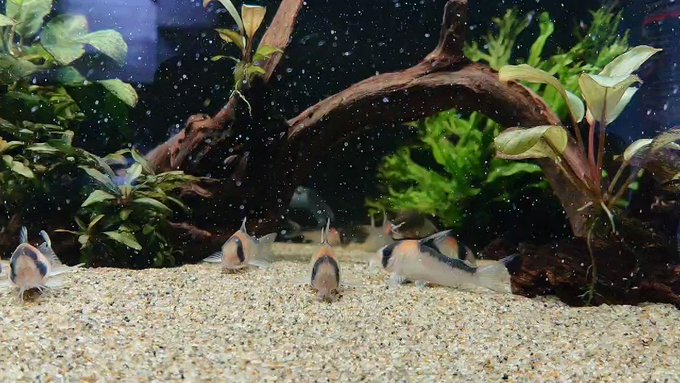 ベタの飼育なめんな 種類 水槽 餌など 正しい飼い方を完全解説 熱帯魚なめんな アクアリストぷれ子と愉快な仲間たち