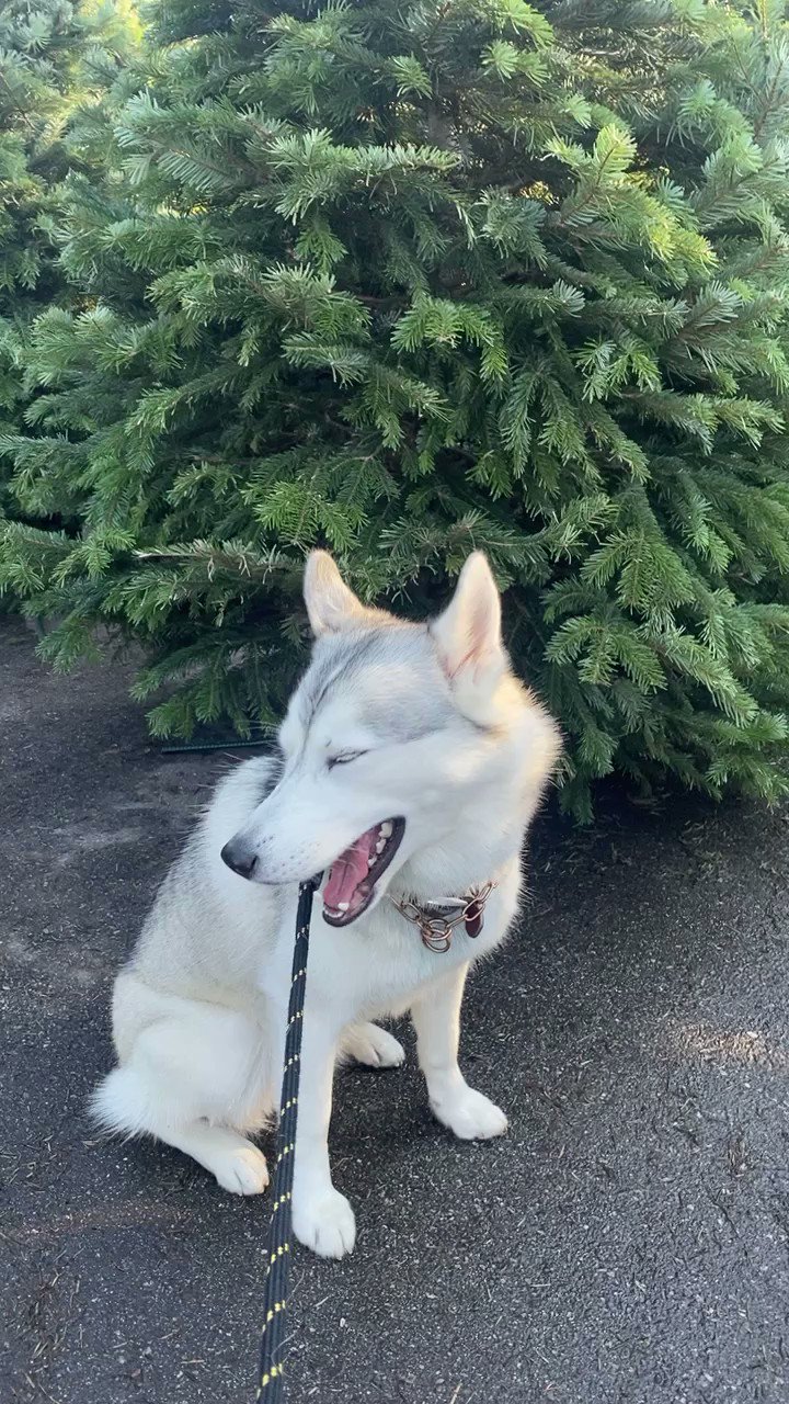 Ashiko Westguard 無制限 (AWestguard) / Twitter