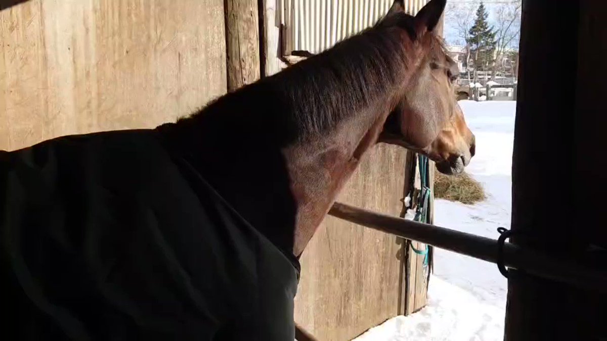 ハーツクライ産駒の準オープン馬
レッドイグニス
モモセライディングファームで乗馬に！
東サラ　ナイス！！ 