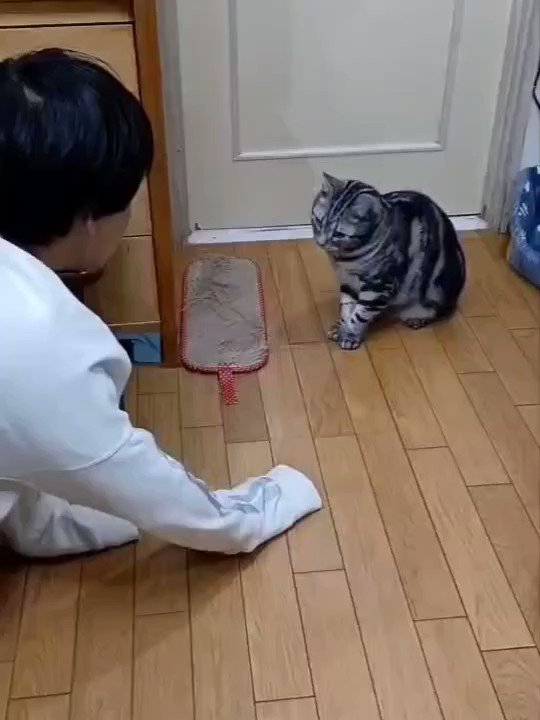 体重を利用した攻撃 🐈️ 💨 https://t.co/FizLzqeHoe