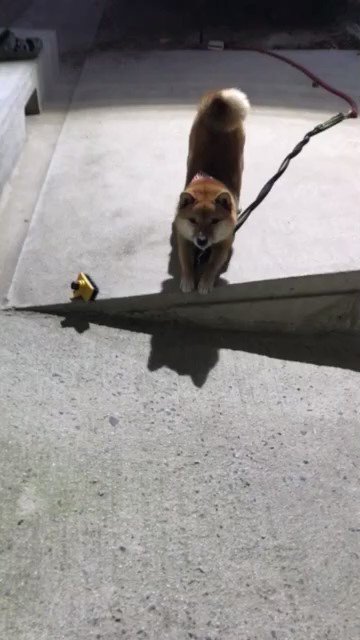 あ 見つかっちゃった 怒られて脱走を試みた柴犬 罪悪感を持ちながら行動する姿が人間のよう 2ページ目 Eltha エルザ