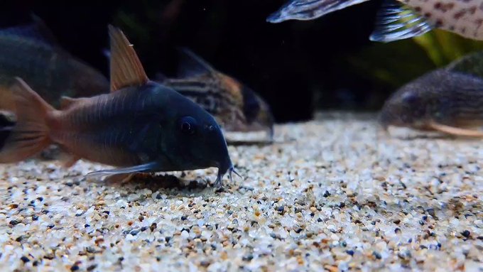 初心者のグッピー飼育方法 国産って何 水温は何 熱帯魚なめんな アクアリストぷれ子と愉快な仲間たち
