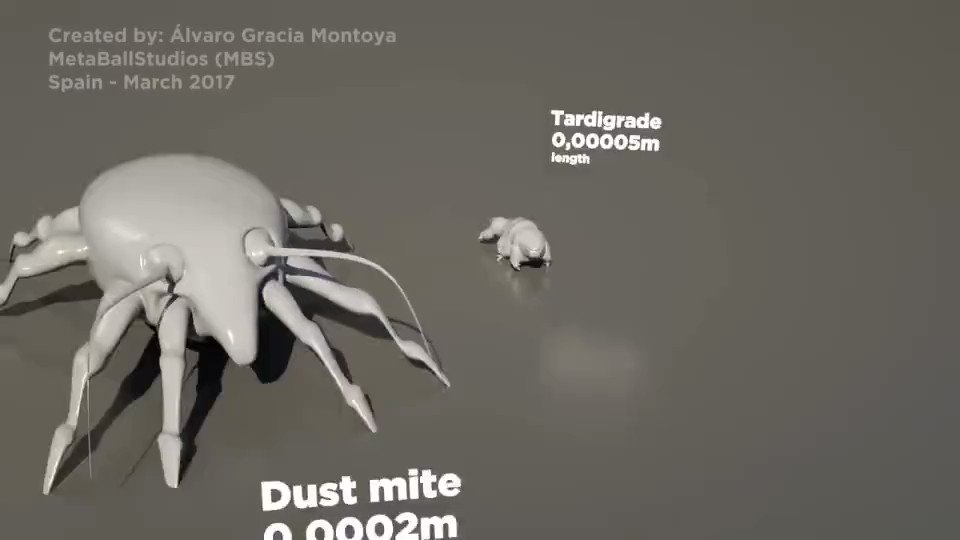 Tardigrade Size Comparison tardigrade-size-comparison