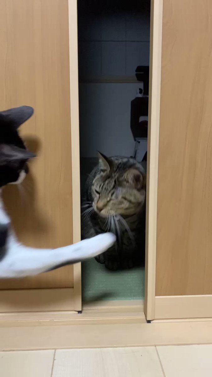 優しいねこパンチで勝敗つかず 元保護ねこのかわいい動画に愛猫家が注目 Hint Pot 2