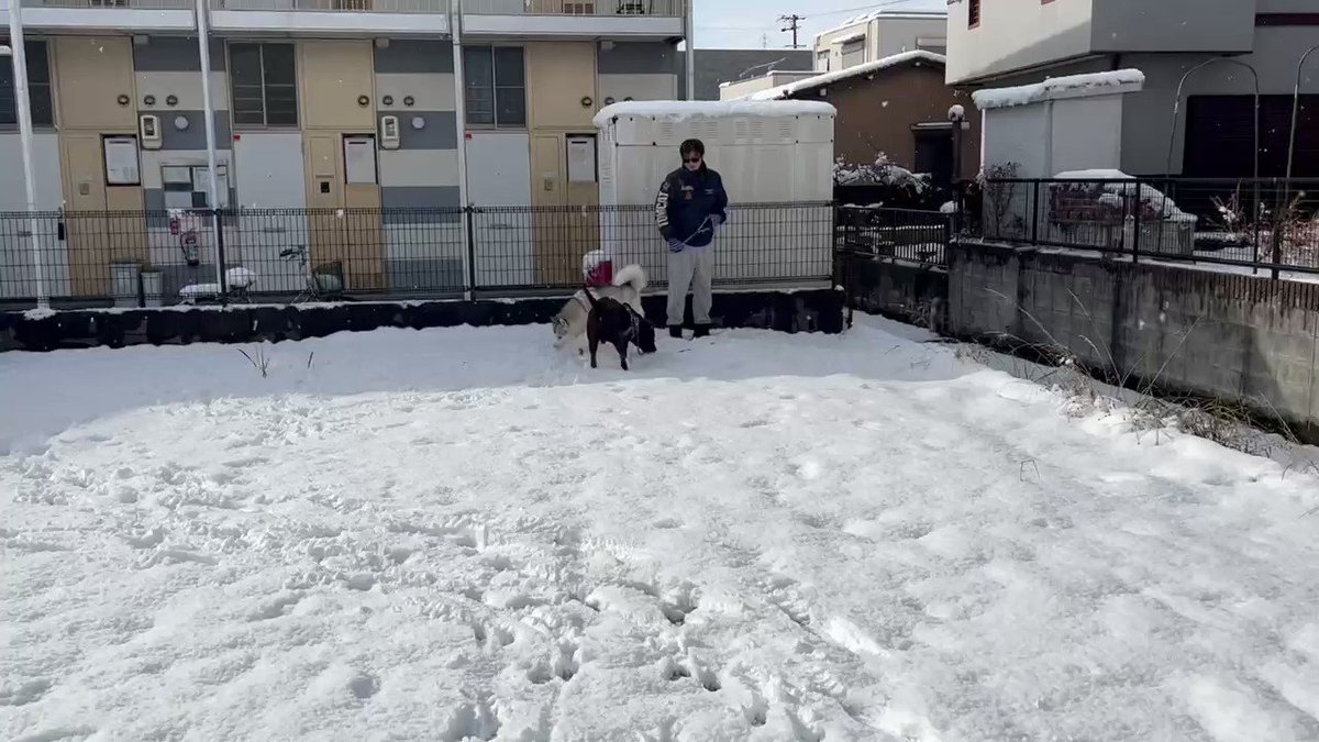 ハスキー&mix&ラブ❤︎わんこ🐕中心 時折猫🐈‍⬛とふくろう