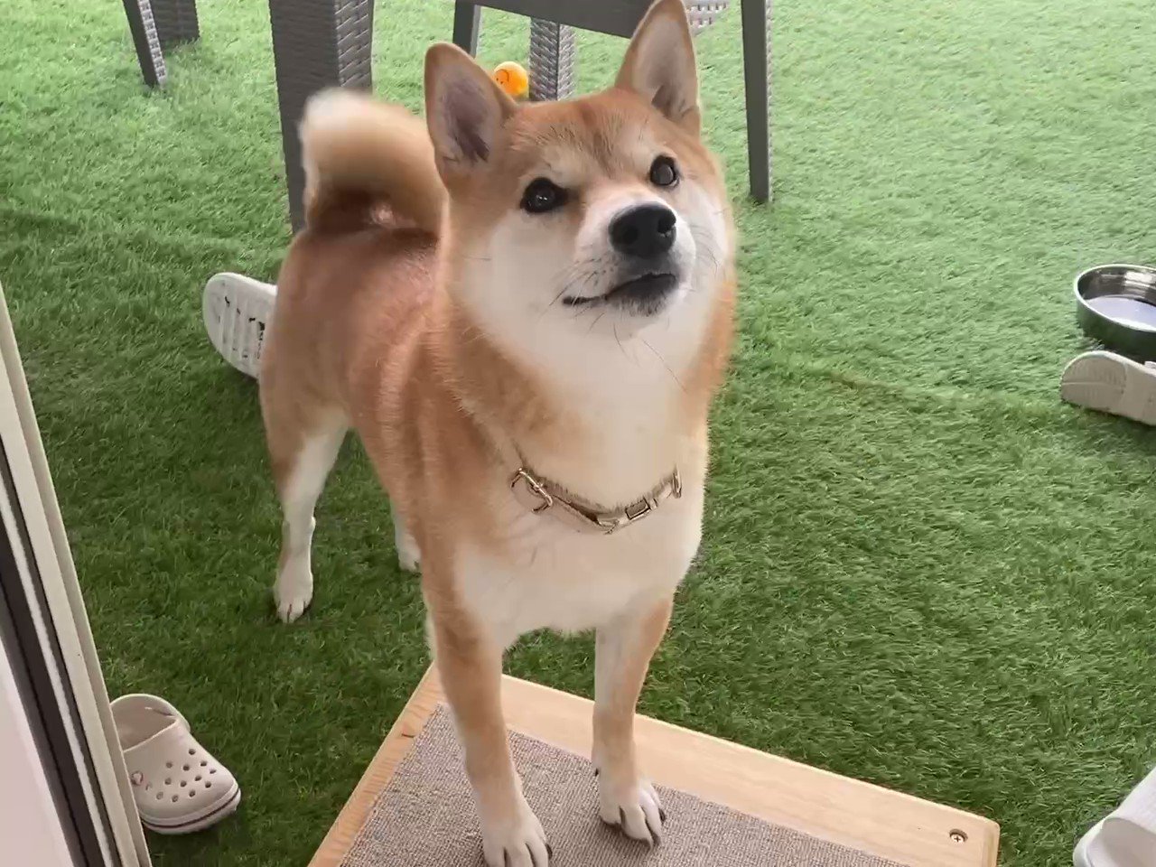 柴犬りんご郎 シャンプーというワードに敏感すぎる柴犬 T Co Zv9cxf4ajc Twitter