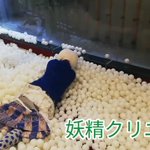 ✨妖精✨あんころハッピーのツイート画像