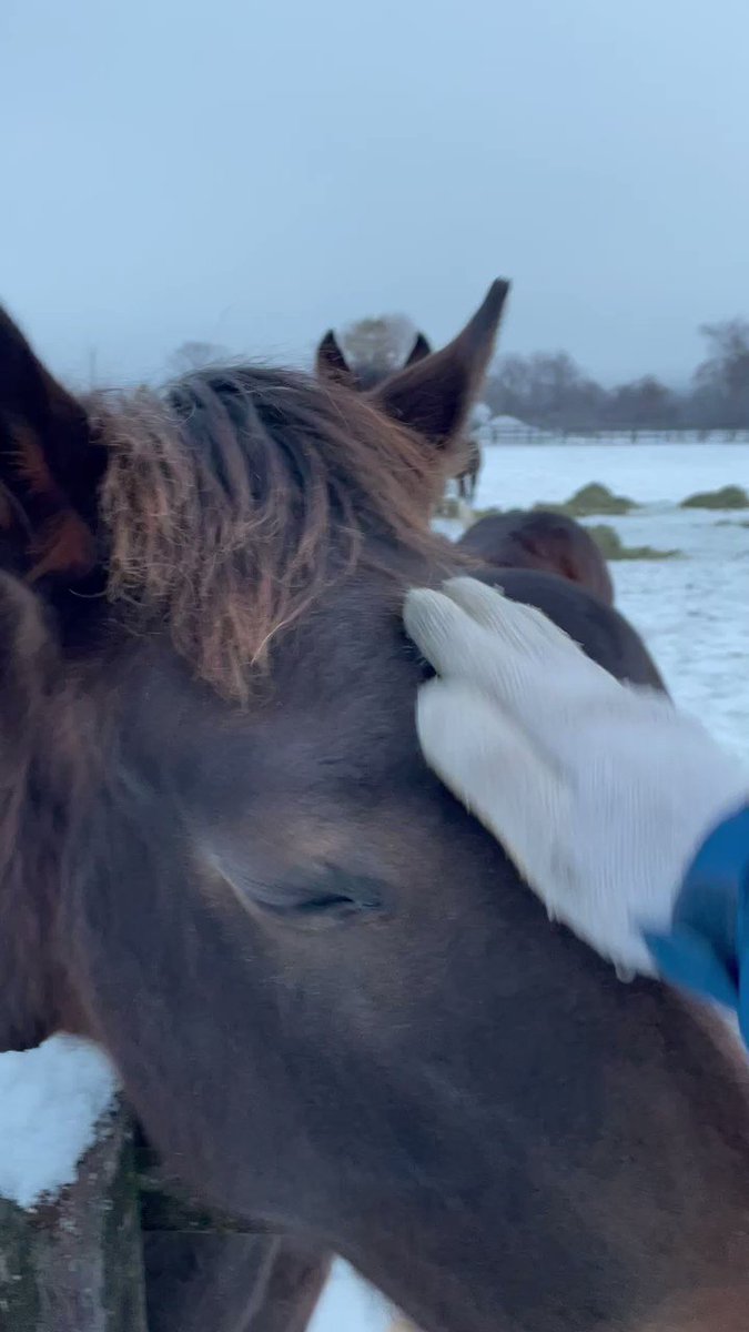 🐴ロードの追加募集馬ショウナンアオバっ仔3,700万円か…

４月から出資馬が無双状態になると信じてポチりたい😻

#サマーセール
#ショウナンアオバ2021
#ゴールドシップ産駒
#大北牧場
#森田厩舎
#ロードベイリーフ の妹 