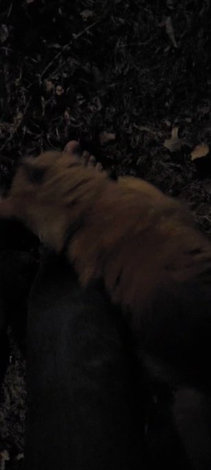 When a cat boy meets an actual cat https://t.co/HwKbFDXQiw