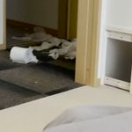 トイレットペーパーが散乱‪w犯人の猫がひょっこり出てきた‪w‪w‪w