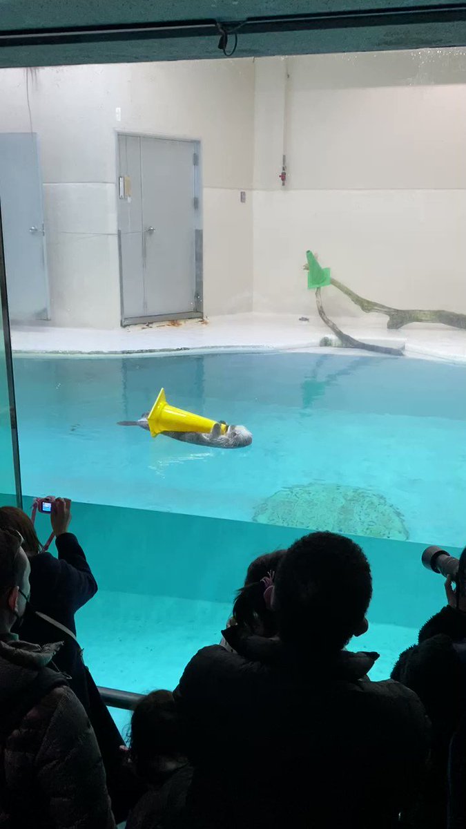 鳥羽水族館のラッコが…なぜか黄色いパイロンを抱えて漂っていたw