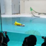 鳥羽水族館のラッコが…なぜか黄色いパイロンを抱えて漂っていたw