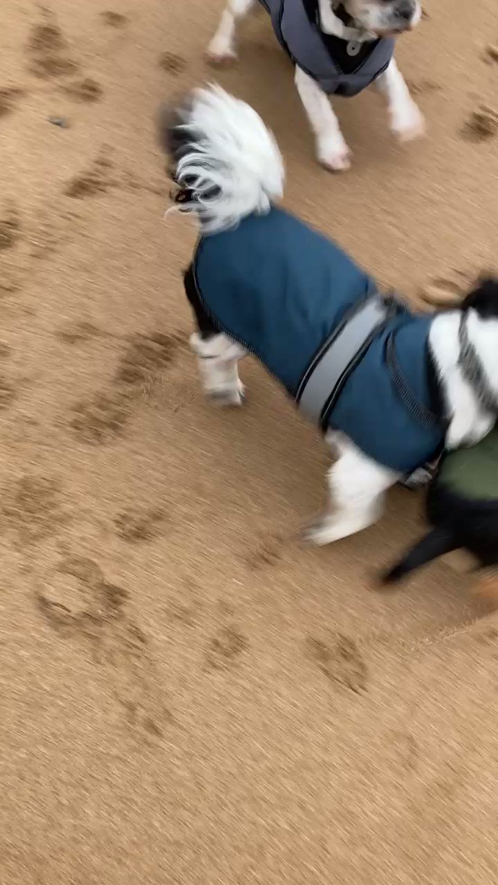 Kingswell dog jacket hot sale