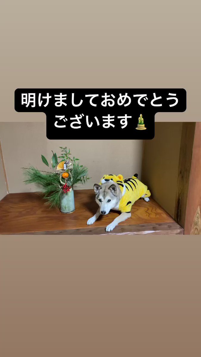 わんこと車中泊 (@Omugi21) / Twitter