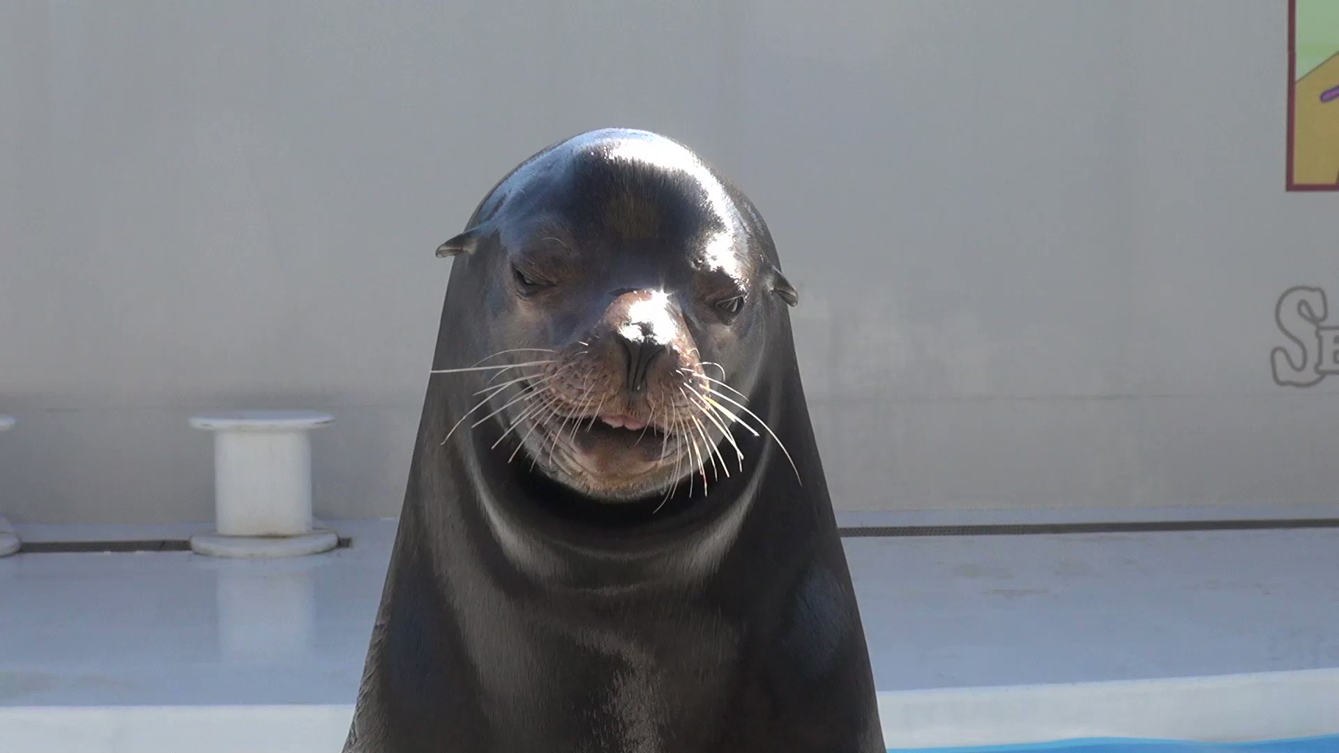 鴨川シーワールド 公式 今月は笑うアシカと初笑いコンテストを開催 ディスカバリーガイダンス 笑うアシカ と記念写真 に参加して アシカに負けないスマイルをエントリーしてください 笑う門にはアシカ来る 初笑いを鴨川シーワールドで T