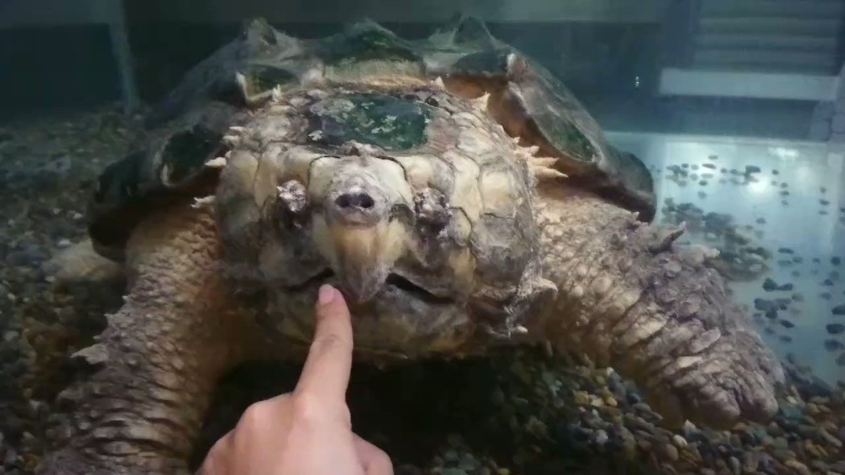 ワニガメは横浜市青葉区のどこの公園で捕獲 飼育方法や危険性を調査 ワニガメは横浜市青葉区のどこの公園で捕獲 飼育方法や危険性を調査