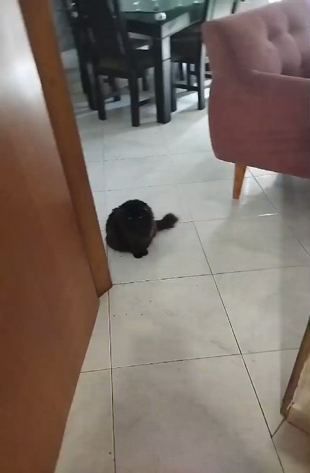 Yo bailando desnuda y mi gata juzgado 🤣🤣🤣 https://t.co/vp7HDD9US2<a href="/tag/felizviernesatodos"class="tags"><span>#felizviernesatodos</span></a>