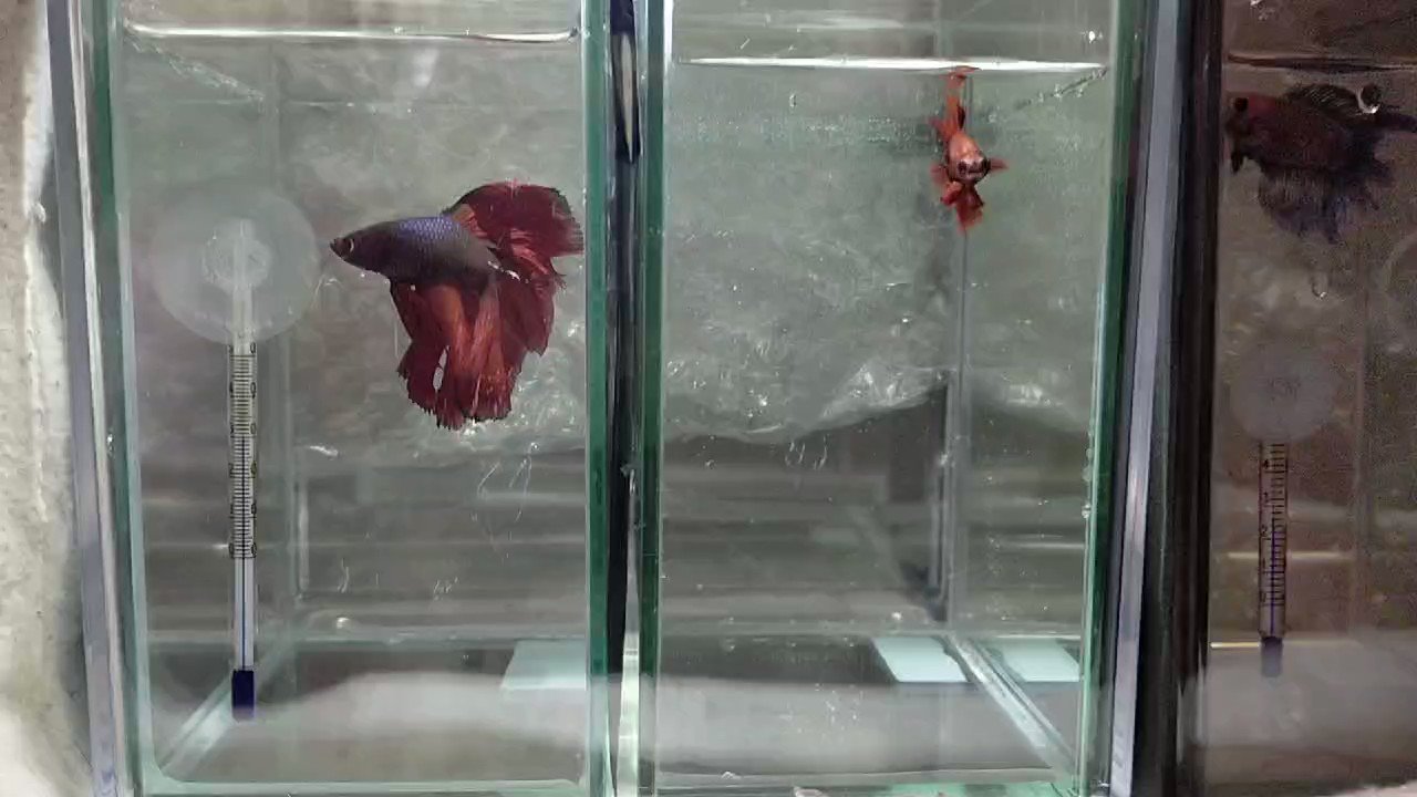 泳 ベタ飼育日記 Ei726 Twitter