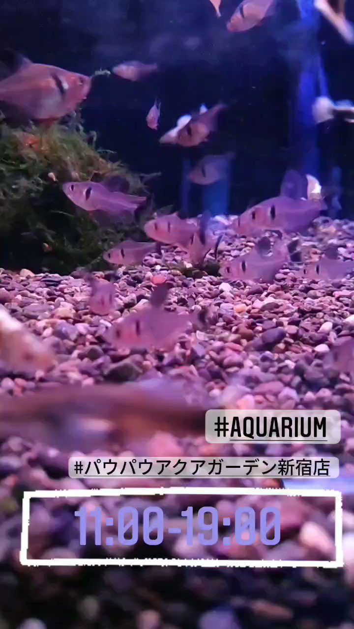 パウパウアクアガーデン新宿店のつぶやき Pau2shin Twitter