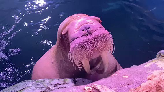 横浜 八景島シーパラダイス公式さん がハッシュタグ セイウチ をつけたツイート一覧 1 Whotwi グラフィカルtwitter分析 横浜 八景島シーパラダイス公式さん がハッシュタグ セイウチ をつけたツイート一覧 1 Whotwi グラフィカルtwitter分析