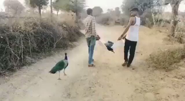 RT @ParveenKaswan: The peacock doesn’t want to leave the long time partner after his death. Touching video. Via WA. https://t.co/ELnW3mozAb