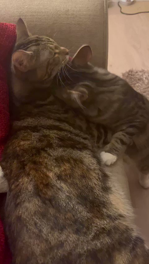 RT @ivythetabbycat: Not now Thor, I'm trying to get some beauty sleep! @Thor_tabby #tabbytuesday #catsoftwitter https://t.co/ialbJEYc60