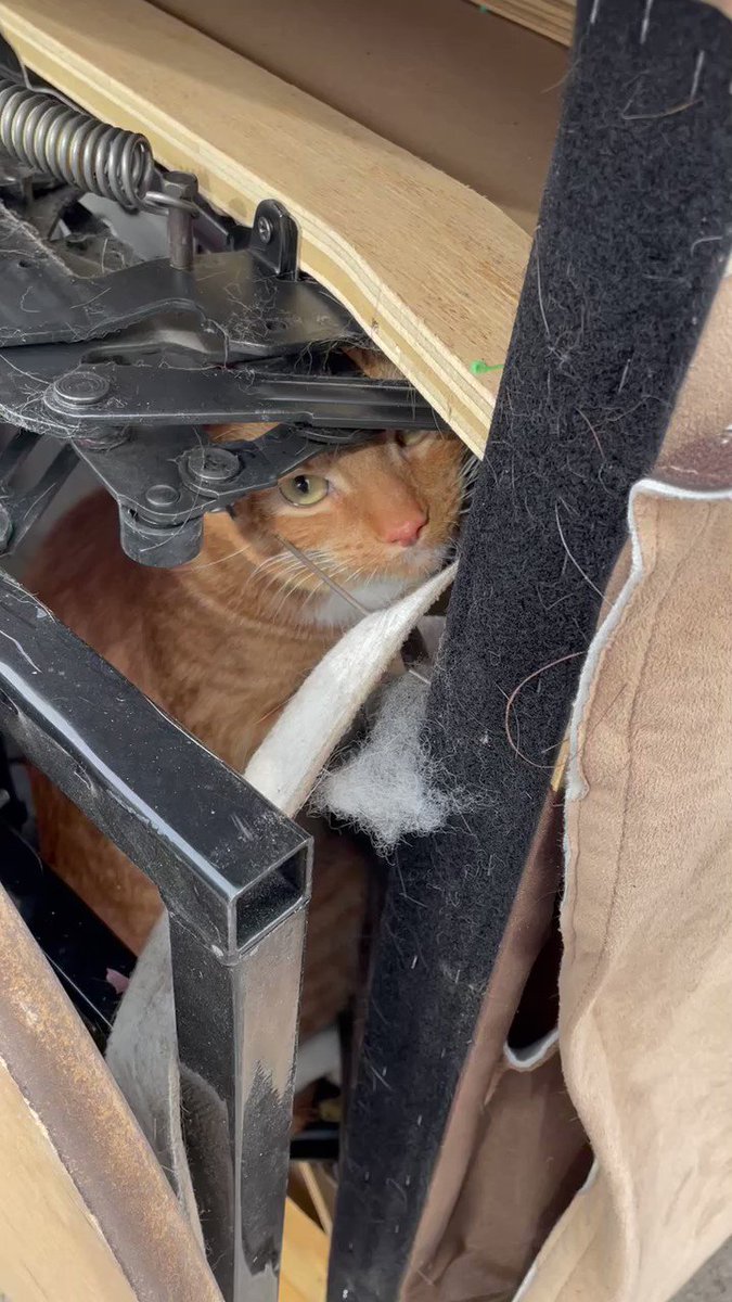 椅子に潜り込んだ猫 そのままリサイクルに出されてしまう 飼い主と感動の再会 写真 動画 ハフポスト News