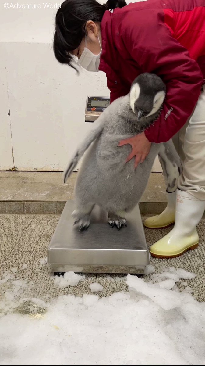 アドベンチャーワールド 公式 10 1生まれのエンペラーペンギンの赤ちゃん じっとしてほしい飼育スタッフとじっとしていられない赤ちゃんの攻防戦 97日齢 14 1kg T Co Zolc9cz5gd Twitter