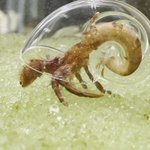 ヤドカリってこうなってるの!？貝殻の中を覗いてみた。