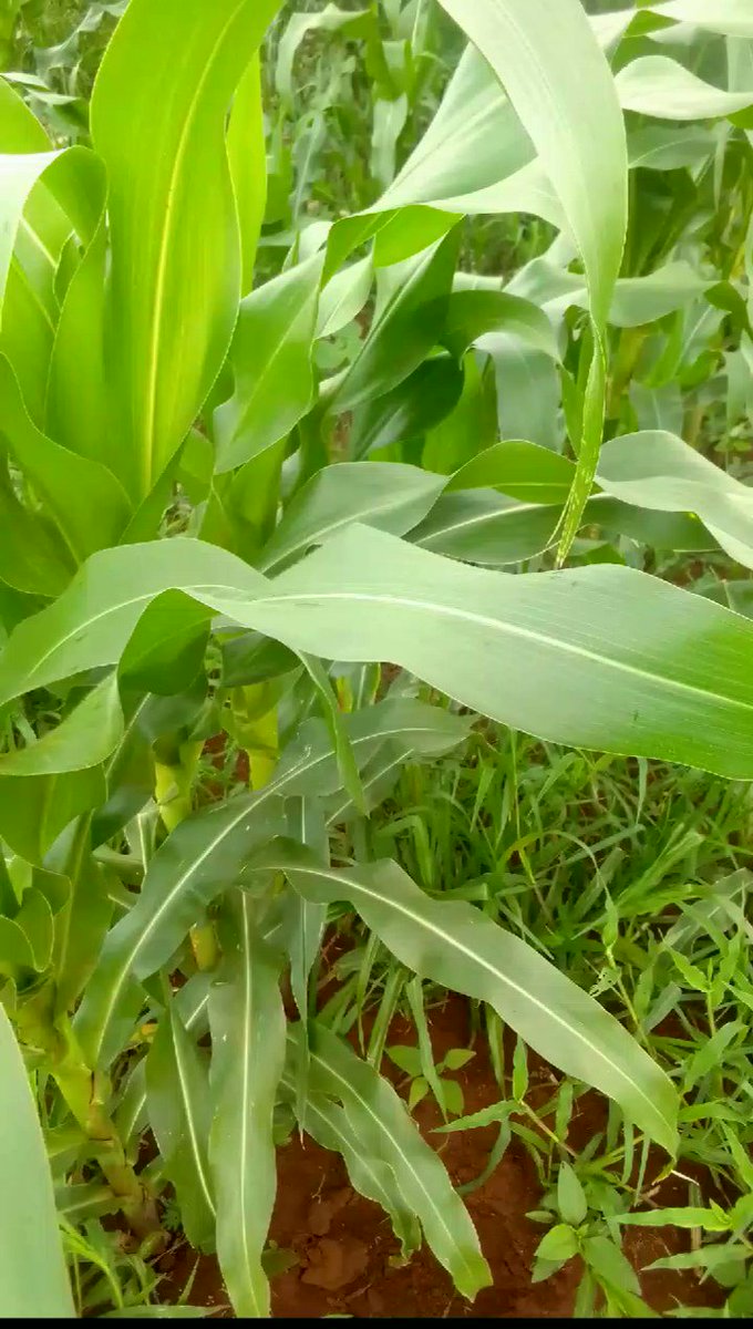 Massive weed infestation can result in 40 - 70% YIELD REDUCTION!
Make use of @Agricura_ZW
Mutsvairo Select 300 OD to make sure that your field is CLEAN & enjoy OPTIMUM YIELDS!! https://t.co/nYP1Yx2rlC